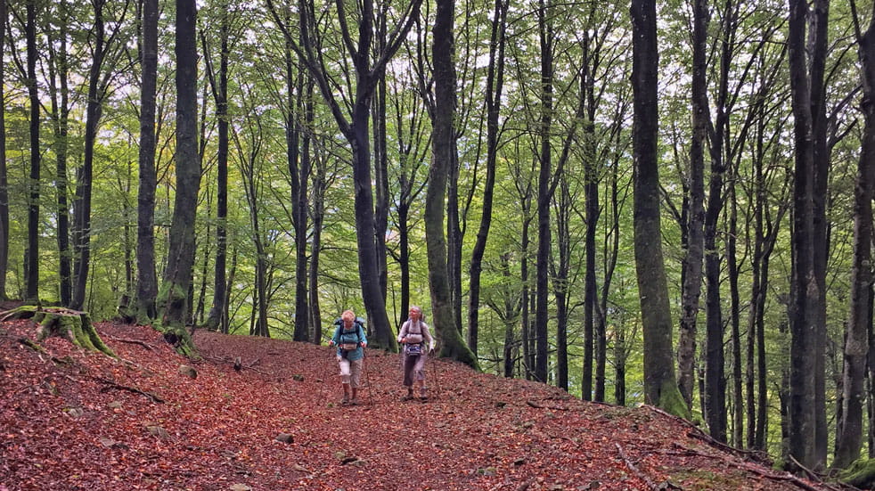 Traversing the woods between Berroeta and Lantz